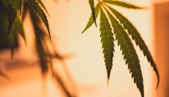 legalisation of recreational cannabis